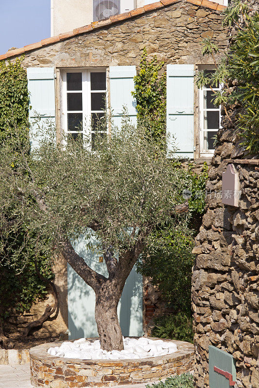 美丽橄榄树(Olea europaea)